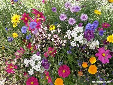 Renee's Garden Pollinator Flowers Early Blooming Beekeeper's Mix Seeds