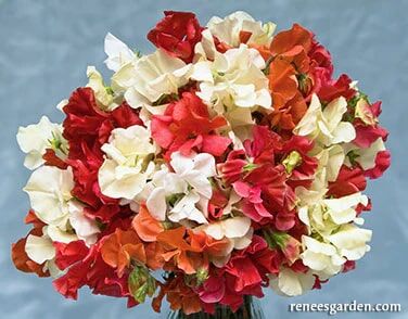 Renee's Garden Scented Sweet Peas Fire and Ice Seeds