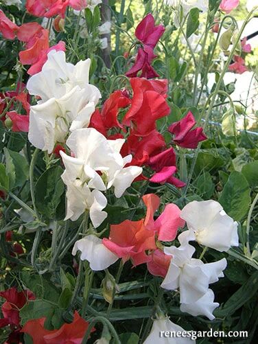 Renee's Garden Scented Sweet Peas Fire and Ice Seeds