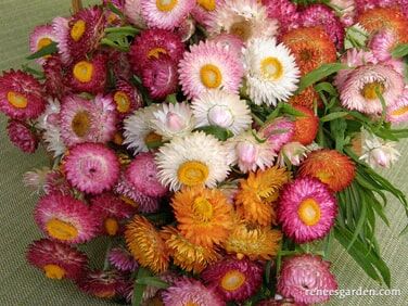 Renee's Garden Dwarf Strawflower Rainbow Bouquet Seeds