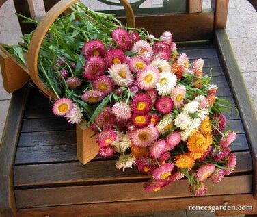 Renee's Garden Dwarf Strawflower Rainbow Bouquet Seeds
