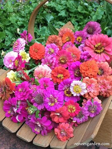 Renee's Garden Heirloom Dwarf Zinnias Thumbelina Mix Seeds
