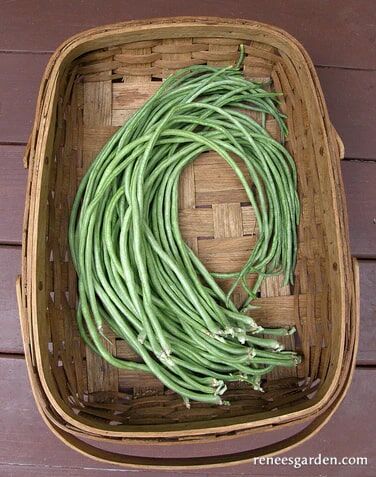 Renee's Garden Pole Beans Yard Long Noodle King Seeds