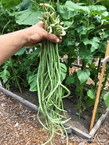 Renee's Garden Pole Beans Yard Long Noodle King Seeds
