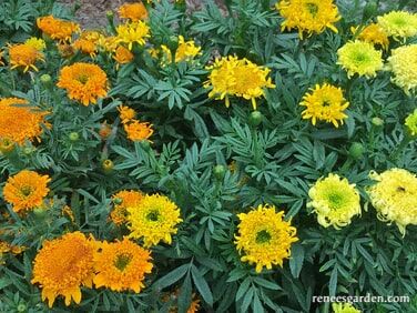 Renee's Garden Butterfly Flowers Spinning Wheels Marigolds Seeds