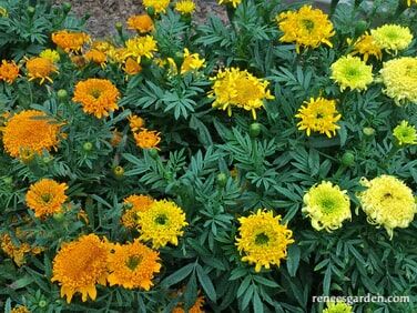 Renee's Garden Butterfly Flowers Spinning Wheels Marigolds Seeds