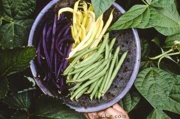 Renee's Garden Tricolor Bush Beans Gold, Purple & Green Seeds