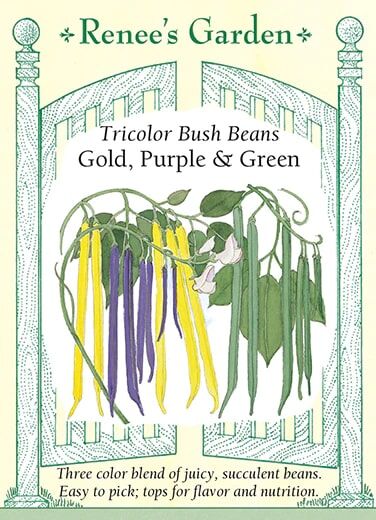 Renee's Garden Tricolor Bush Beans Gold, Purple & Green Seeds