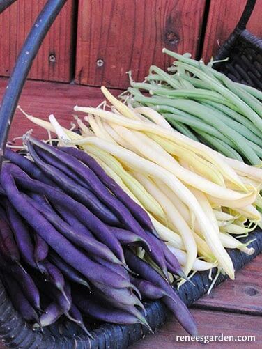 Renee's Garden Tricolor Pole Beans Green, Yellow & Purple Seeds