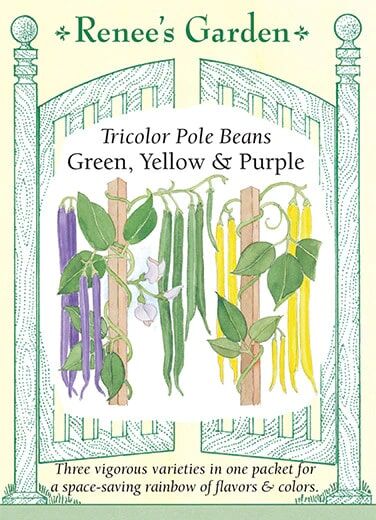 Renee's Garden Tricolor Pole Beans Green, Yellow & Purple Seeds