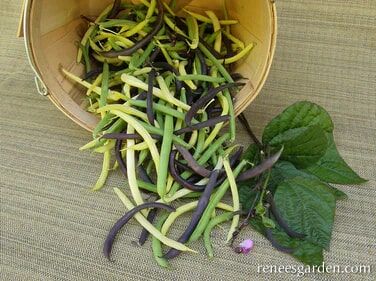 Renee's Garden Tricolor Pole Beans Green, Yellow & Purple Seeds
