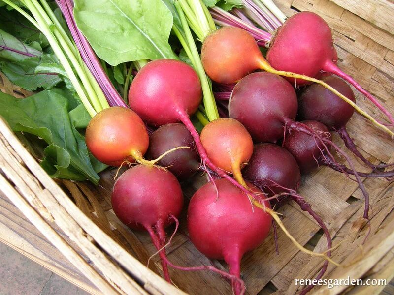 Renee's Garden Jewel-Toned Beets Red, Gold & Candystripe Seeds