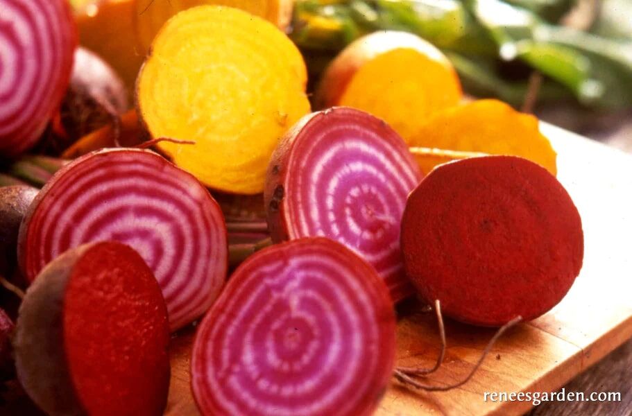 Renee's Garden Jewel-Toned Beets Red, Gold & Candystripe Seeds