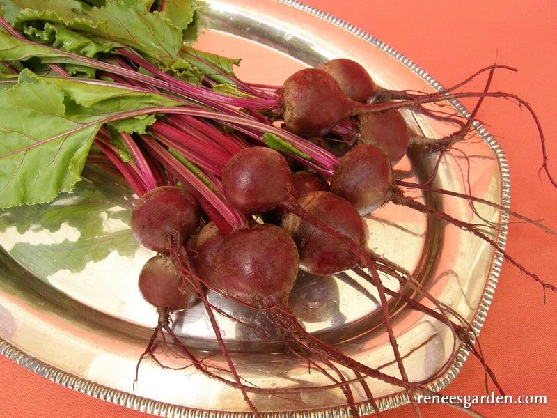 Renee's Garden Dutch Beets Baby Ball Seeds