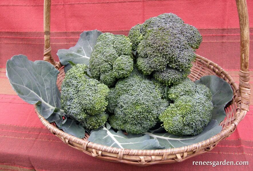 Renee's Garden Long Harvest Broccoli All Season Blend Seeds