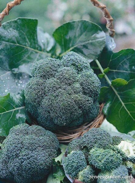 Renee's Garden Long Harvest Broccoli All Season Blend Seeds
