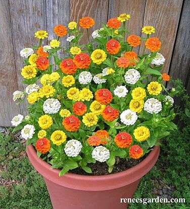 Renee's Garden Container Zinnias Pixie Sunshine Seeds