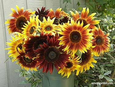 Renee's Garden Ornamental Sunflowers Royal Flush Seeds