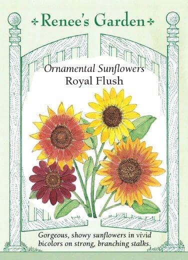 Ornamental Sunflowers Royal Flush Seeds