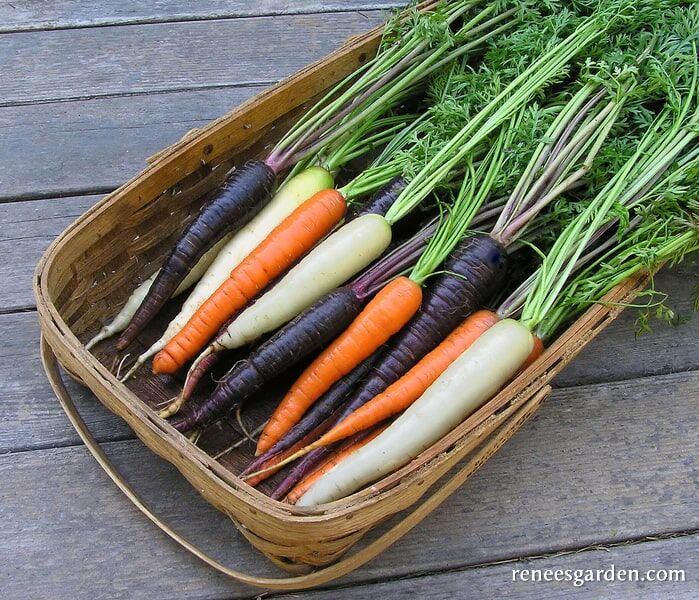 Renee's Garden Tricolor Carrots Circus  Seeds