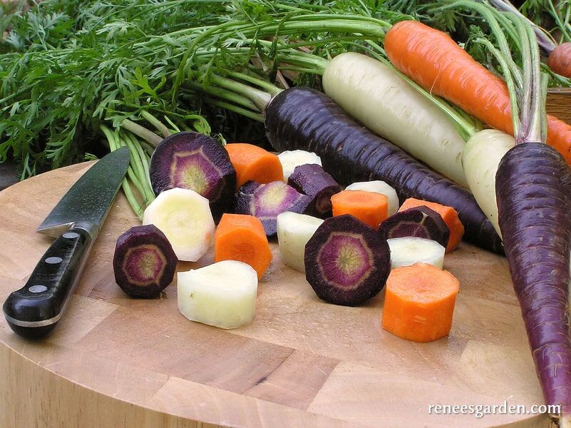 Renee's Garden Tricolor Carrots Circus  Seeds
