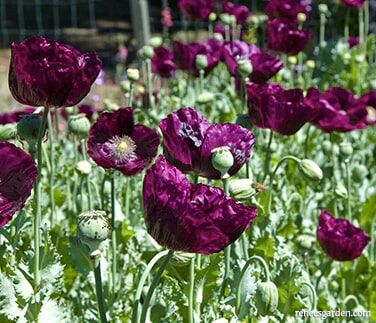 Renee's Garden Heirloom Poppies Lauren's Dark Grape Seeds