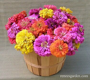 Renee's Garden Double Cutting Zinnias Cabaret Seeds