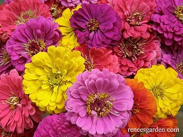 Renee's Garden Double Cutting Zinnias Cabaret Seeds