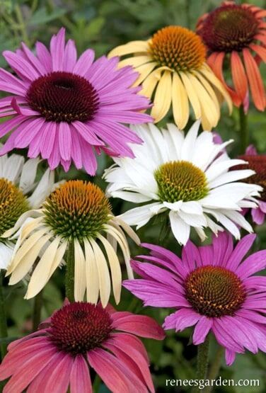 Renee's Garden Butterfly Flowers Paradise Mix Echinacea Seeds