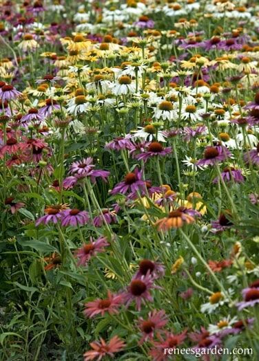 Renee's Garden Butterfly Flowers Paradise Mix Echinacea Seeds