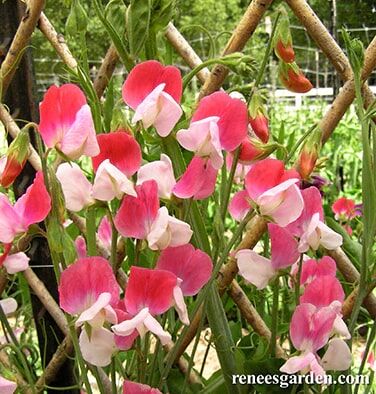 Renee's Garden Scented Sweet Peas Heirloom Painted Lady Seeds