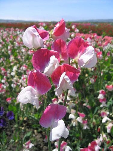 Renee's Garden Scented Sweet Peas Heirloom Painted Lady Seeds