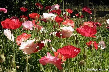 Renee's Garden Shirley Poppies Falling In Love Seeds