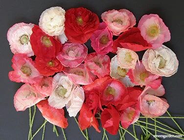 Renee's Garden Shirley Poppies Falling In Love Seeds