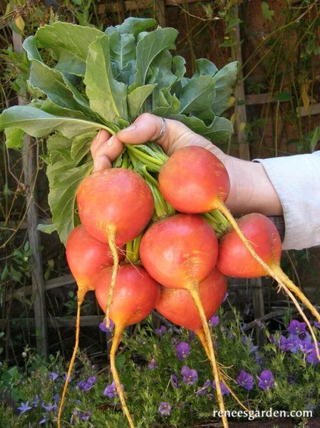 Renee's Garden Gourmet Beets Golden Seeds