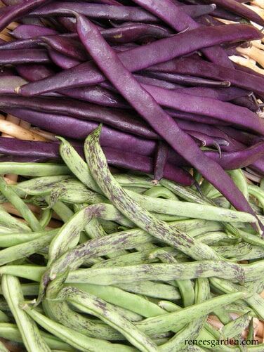 Renee's Garden Heirloom Pole Beans Rattlesnake & Purple Pole Seeds