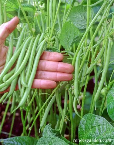Renee's Garden Pole Filet Beans Emerite Seeds