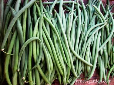 Renee's Garden Pole Filet Beans Emerite Seeds