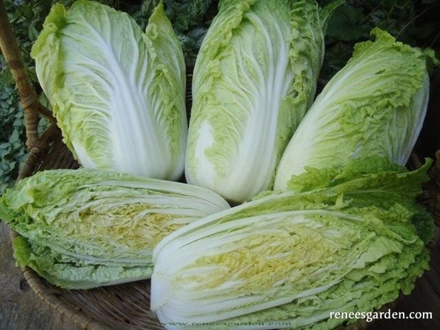 Renee's Garden Baby Napa Cabbage Little Jade Seeds