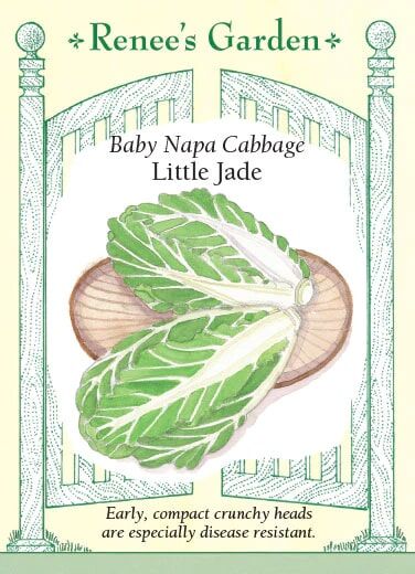 Renee's Garden Baby Napa Cabbage Little Jade Seeds