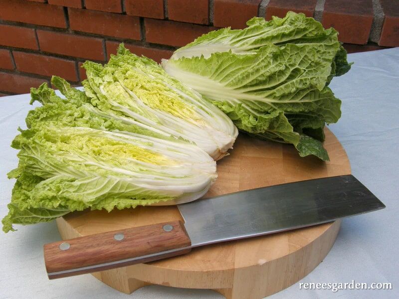 Renee's Garden Baby Napa Cabbage Little Jade Seeds
