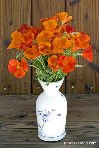 Renee's Garden California Poppies Copper Pot Seeds