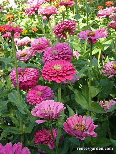 Renee's Garden Cutting Zinnias Raspberry Sorbet Seeds