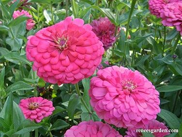 Renee's Garden Cutting Zinnias Raspberry Sorbet Seeds
