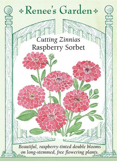 Renee's Garden Cutting Zinnias Raspberry Sorbet Seeds