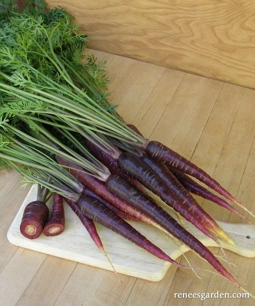 Renee's Garden Rainbow Carrots Purple Sun Seeds