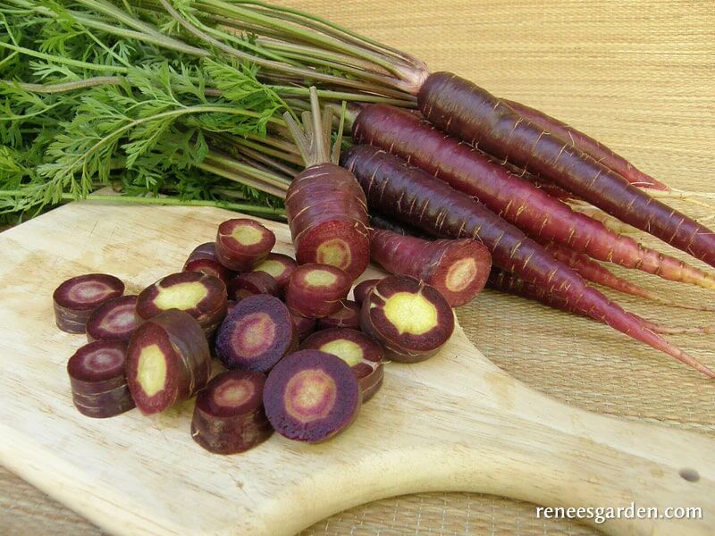 Renee's Garden Rainbow Carrots Purple Sun Seeds