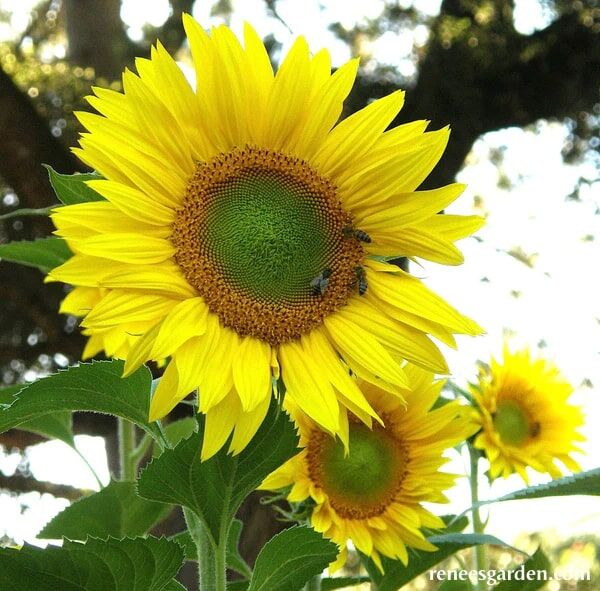 Renee's Garden Songbird/Pollinator Flowers The Birds & Bees Sunflowers Seeds