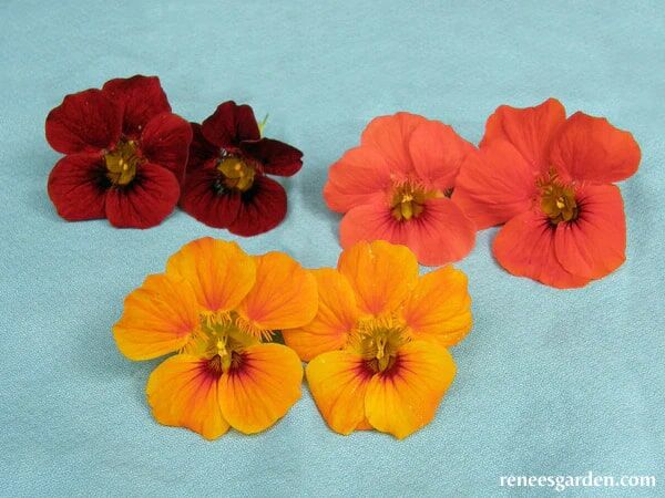 Renee's Garden Hanging Basket Nasturtiums Little Firebirds Seeds