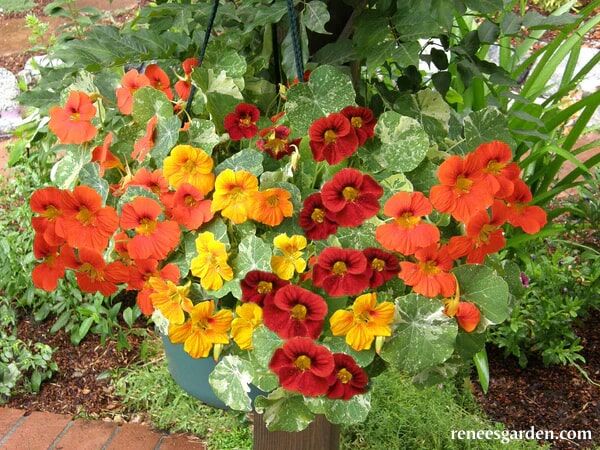 Renee's Garden Hanging Basket Nasturtiums Little Firebirds Seeds